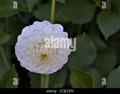 Les fleurs des dahlias de pompon blanc et des dahlias de boule sont sphériques et compactes. Les pétales forment un tube car ils sont roulés le long du lo Banque D'Images