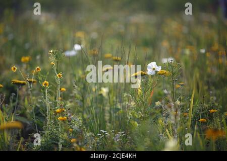 Fleurs sauvages d'automne jaune et blanc. Fleurs sauvages et diverses herbes vertes. Fond naturel. Une lumière douce et magnifique Banque D'Images