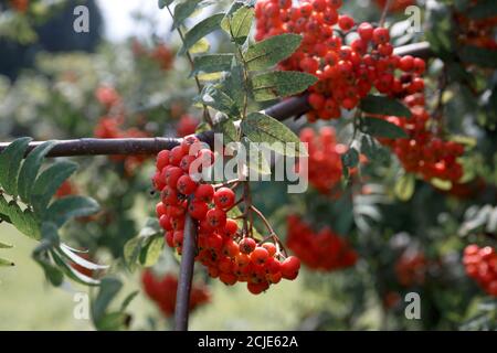 Grandes grappes de fruits Rowan rouges sur une branche avec des feuilles vertes. Lumière naturelle. Arrière-plan naturel flou Banque D'Images