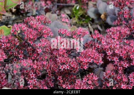 Sedum telephium Violet Empereur Stonecrop fleurs Banque D'Images