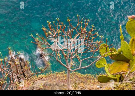 Belle plante d'Euphorbia qui pousse sur une falaise rocheuse à Corniglia avec la mer bleu turquoise de la région côtière des Cinque Terre... Banque D'Images