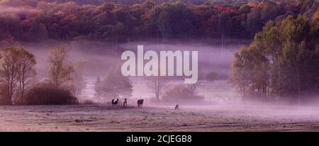 Chevaux dans la brume lors d'une matinée d'automne à Sainte-Cécile-de-Masham, Québec, Canada Banque D'Images