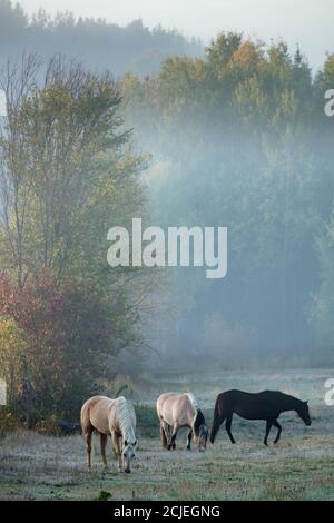 Chevaux dans la brume lors d'une matinée d'automne à Sainte-Cécile-de-Masham, Québec, Canada Banque D'Images