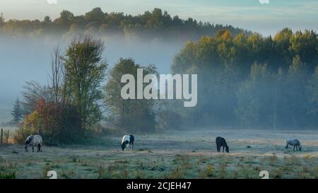 Chevaux dans la brume lors d'une matinée d'automne à Sainte-Cécile-de-Masham, Québec, Canada Banque D'Images