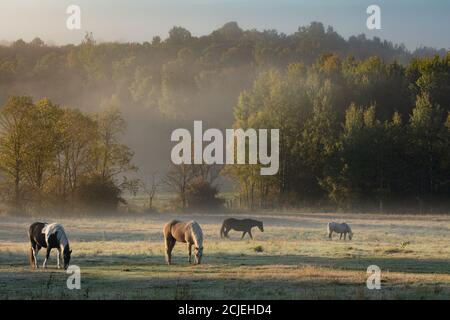 Chevaux dans la brume lors d'une matinée d'automne à Sainte-Cécile-de-Masham, Québec, Canada Banque D'Images