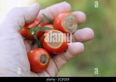 Tomates cerises malades affectées par la maladie vertex rot dans la main Banque D'Images