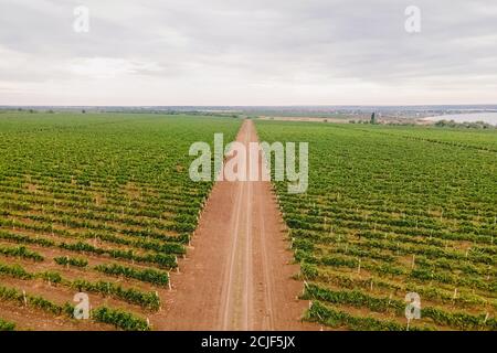 Vue aérienne sur les vignobles Banque D'Images