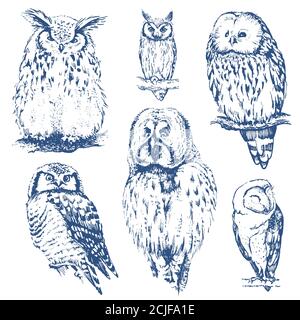 Collection Owl. Illustration de Vecteur