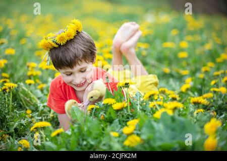 Bel enfant dans la nature avec des conduits. Un garçon dans la prairie avec des pissenlits tient des poussins domestiques. Banque D'Images