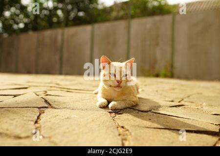 Le chat de Goden repose sur le jardin d'été, vue latérale sur le sol en pierre sauvage Banque D'Images