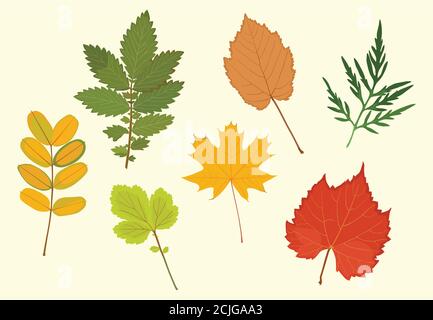 Ensemble de feuilles d'automne colorées. Illustration vectorielle Illustration de Vecteur