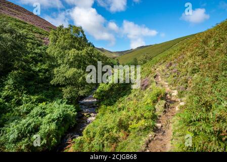 Chemin le long de menant à la limite nord de Kinder Scout, quartier de Peak, Derbyshire, Angleterre. Heather en fleur sur les pistes de la lande. Banque D'Images