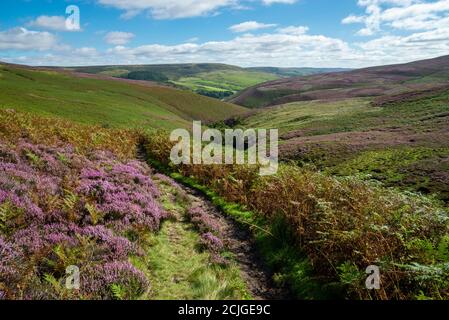 Chemin le long de menant à la limite nord de Kinder Scout, quartier de Peak, Derbyshire, Angleterre. Heather en fleur sur les pistes de la lande. Banque D'Images