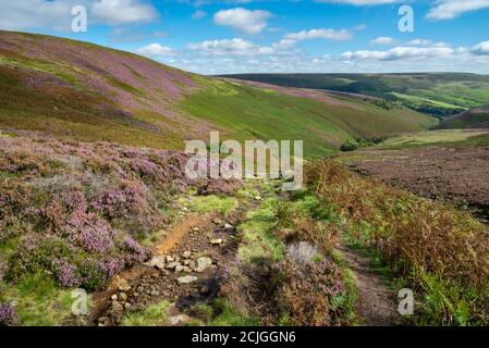 Chemin le long de menant à la limite nord de Kinder Scout, quartier de Peak, Derbyshire, Angleterre. Heather en fleur sur les pistes de la lande. Banque D'Images