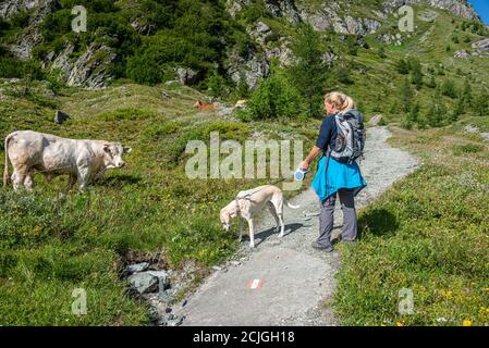 Randonneur au parc national Hohe Tauern avec un chien laisse pour éviter le conflit avec les vaches sur le prés Banque D'Images