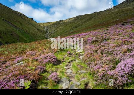 Chemin le long de menant à la limite nord de Kinder Scout, quartier de Peak, Derbyshire, Angleterre. Heather en fleur sur les pistes de la lande. Banque D'Images