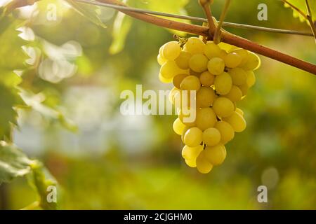 Grappe de raisins blancs qui pousse sur une vigne Banque D'Images