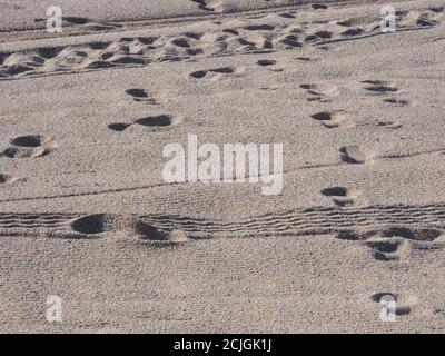 Empreintes de pieds dans le sable sur la plage tôt dans la journée, lumière d'été Banque D'Images