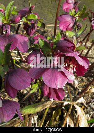 HELLEBORE EVERGREEN PERENIAL PLANTES À FLEURS Banque D'Images