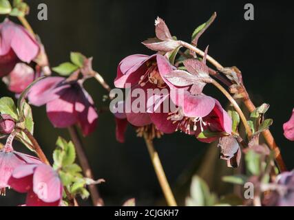 HELLEBORE EVERGREEN PERENIAL PLANTES À FLEURS Banque D'Images