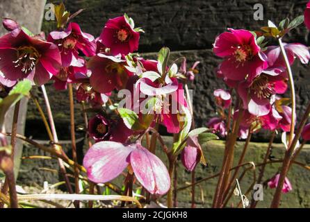 HELLEBORE EVERGREEN PERENIAL PLANTES À FLEURS Banque D'Images