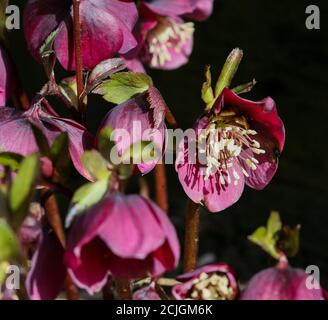 HELLEBORE EVERGREEN PERENIAL PLANTES À FLEURS Banque D'Images