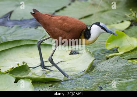 African jacana (Actophilornis africanus) en gros plan en marchant sur des blocs de nénuphars dans le parc national Kruger, Afrique du Sud Banque D'Images