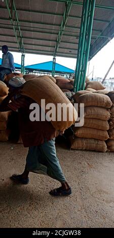 DISTRICT KATNI, INDE - 04 AOÛT 2019 : agriculteur de village indien transportant des semences de blé provenant d'efforts manuels de retour à l'agriculture galla mandi dans FO Banque D'Images