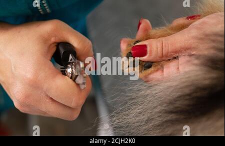 Coupe des griffes de chien pomeranian dans le salon de toilettage. Banque D'Images