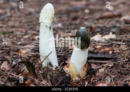 Phallus impudicus frais et vieux - roscornes communes - les champignons ne sont pas toxiques, mais seuls les champignons très frais sont consommés Banque D'Images