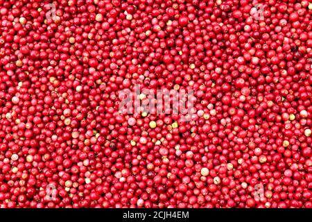 Canneberges - les baies saines contiennent des acides organiques abondants, de la vitamine C, de la vitamine A, des vitamines B et des éléments potassium, calcium, magnésium Banque D'Images