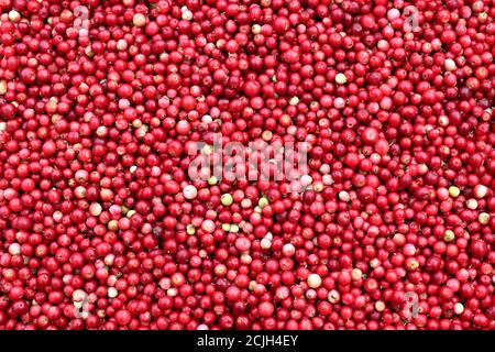 Canneberges - les baies saines contiennent des acides organiques abondants, de la vitamine C, de la vitamine A, des vitamines B et des éléments potassium, calcium, magnésium Banque D'Images