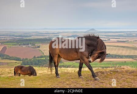 Tratrain Law, East Lothian, Écosse, Royaume-Uni. 15 septembre 2020. Nuageux avec brume sur le paysage en arrière-plan. Les prévisionnistes ont prédit que l'Écosse devrait connaître le 15 septembre le plus chaud depuis près de 200 ans. Photo : un troupeau de poneys d'Exmoor a été créé sur la loi de Trapein par le Conseil de Lothian est pour garder l'herbe courte et améliorer l'habitat. ... Des poneys ont été placés sur la Trapluie de 725 pieds (221m), près de Haddington, en 2011. Les poneys peuvent être vus en interaction les uns avec les autres et se refléter dans une piscine boueuse qui s'est formée à partir de l'eau de pluie qui a été lourde au cours de la semaine dernière. Crédit: Arch White/ Banque D'Images