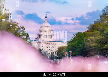 Vue printanière à travers le cerisier du bâtiment du Congrès du Capitole sur le National Mall depuis Pennsylvania Avenue à Washington, D.C. Banque D'Images