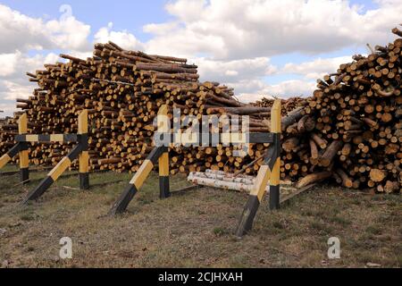 bouquet d'arbres abattus près d'un site d'exploitation forestière. Piles de bois sous ciel bleu. Banque D'Images