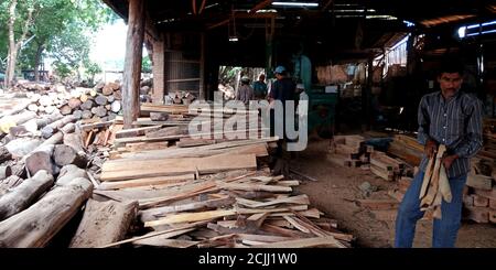 DISTRICT KATNI, INDE - 16 SEPTEMBRE 2019 : stocks de grumes en bois conservés dans la zone de descente de la scierie. Banque D'Images