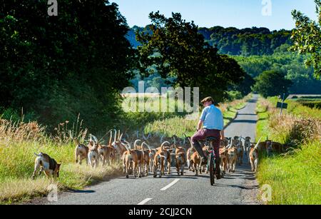 Vale of Belvoir - The Belvoir Hunt's Foxhounds on Early exercice de chien le matin Banque D'Images