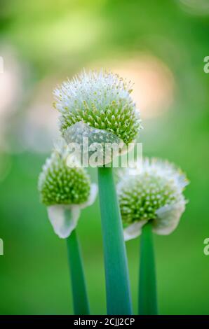 Oignons verts avec fleurs sur fond flou (gros plan) Banque D'Images