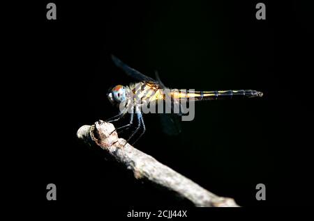 Une libellule reposant sur une branche d'arbre sur un arrière-plan sombre (vue macro, isolée sur un arrière-plan noir) Banque D'Images
