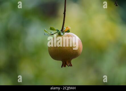 Grenade verte non mûre (Punica granatum) accrochée à l'arbre, Andalousie, Espagne. Banque D'Images