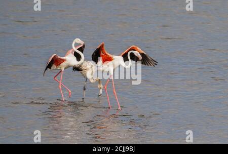 Deux adultes et un jeune Grand Flamingo (Phoenicopterus roseus) à la Réserve de Guadalhorce, Malaga, Espagne. Banque D'Images