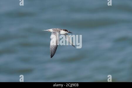 Jeunes Little Tern (sternula albifrons) en vol sur la côte pendant la migration d'automne, Espagne. Banque D'Images