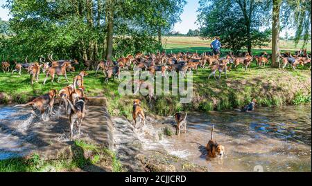 Belvoir, Grantham, Lincolnshire, Royaume-Uni - les Foxhounds de Belvoir Hunt lors d'un exercice de petit chien dirigé par huntsman John Holliday Banque D'Images