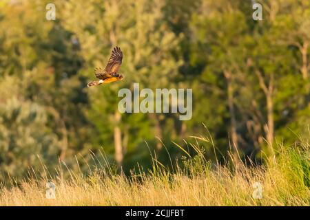 Femelle d'Harrier du Nord qui survole la chasse aux marais pour un repas. Banque D'Images