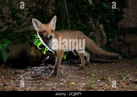 Renard la nuit avec la lumière derrière regardant vers l'avant Banque D'Images