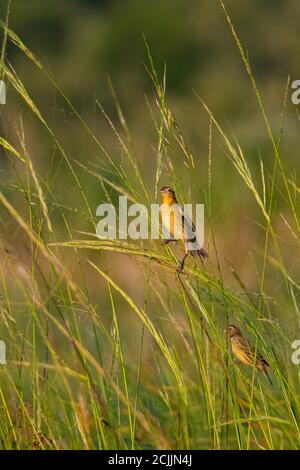 Plumage non reproductif oiseaux de Bobolink perchés sur des herbes de marais Banque D'Images