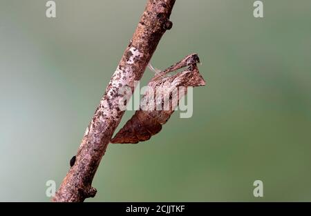 Coquille d'un pupa vide, girgé, après l'éclosion d'une queue de cygne de l'ancien monde (Papilio machaon), Suisse
