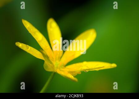 Au printemps, la célandine de moindre importance (Ficaria verna) ou le Pilewort fleurissent dans une forêt britannique. Banque D'Images