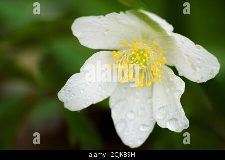 Une seule fleur d'anémone de bois (Anemone nemorosa) dans une forêt britannique au printemps. Aussi connu sous le nom de renard odorat, Thimbleweed ou Windflower. Banque D'Images