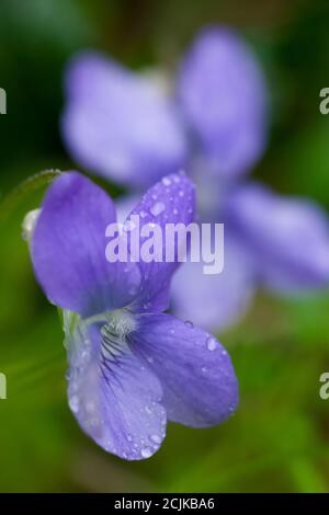 Le chien commun Violet (Viola riviniana) fleurit dans une forêt britannique au printemps. Également connu sous le nom de Wood Violet. Banque D'Images